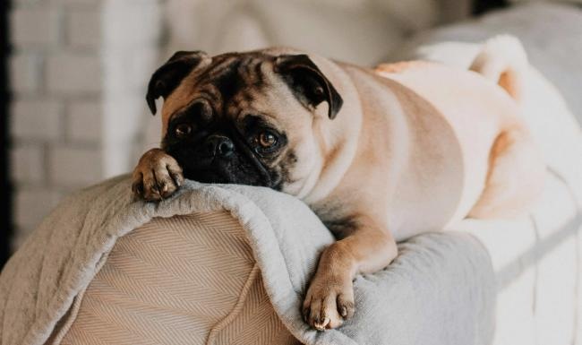 We're a pet-friendly community a dog lying on a couch