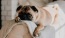 a dog lying on a couch